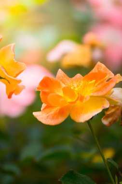 Renkli çiçeklerin arkaplan resmi