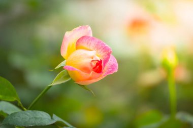 Renkli çiçeklerin arkaplan resmi