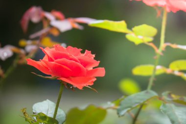 Renkli çiçeklerin arkaplan resmi