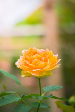 Renkli çiçeklerin arkaplan resmi