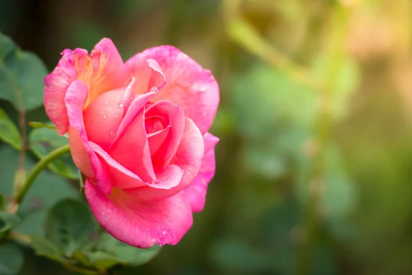 La imagen de fondo de las flores de colores — Foto de Stock