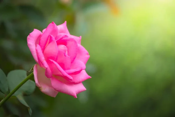 A imagem de fundo das flores coloridas — Fotografia de Stock