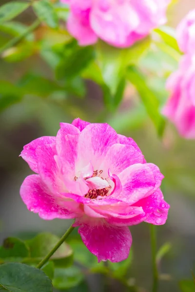 The background image of the colorful flowers — Stock Photo, Image