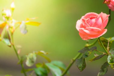 Renkli çiçeklerin arkaplan resmi