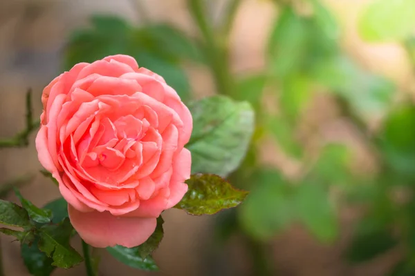 L'immagine di sfondo dei fiori colorati — Foto Stock