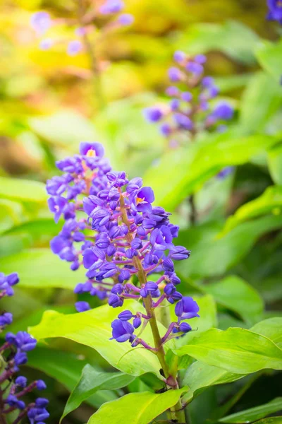 Renkli çiçeklerin arkaplan resmi