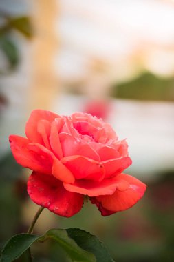 Renkli çiçeklerin arkaplan resmi