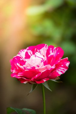 Renkli çiçeklerin arkaplan resmi