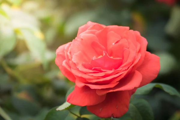 La imagen de fondo de las flores de colores —  Fotos de Stock