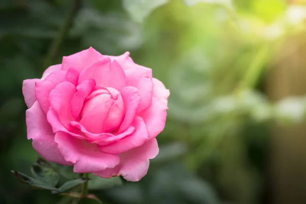 The background image of the colorful flowers — Stock Photo, Image