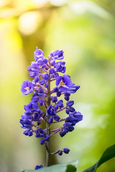 Renkli çiçeklerin arkaplan resmi