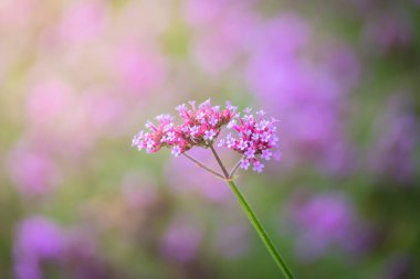 Renkli çiçeklerin arkaplan resmi