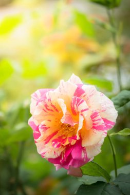 Renkli çiçeklerin arkaplan resmi