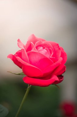 Renkli çiçeklerin arkaplan resmi