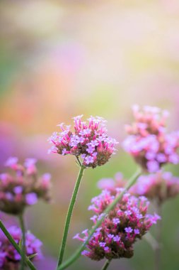 Renkli çiçeklerin arkaplan resmi