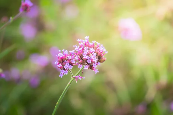 La imagen de fondo de las flores de colores — Foto de Stock