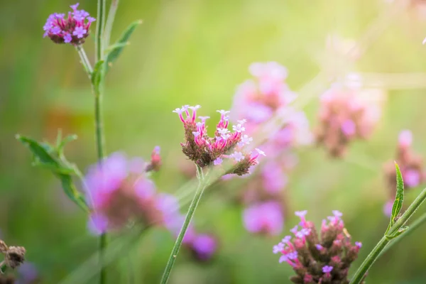 La imagen de fondo de las flores de colores — Foto de Stock