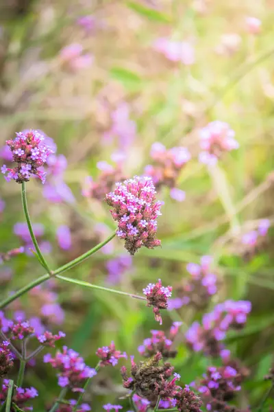 La imagen de fondo de las flores de colores — Foto de Stock