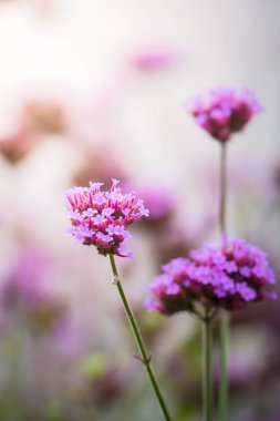 Renkli çiçeklerin arkaplan resmi