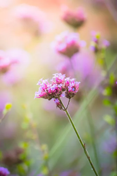 The background image of the colorful flowers — Stock Photo, Image