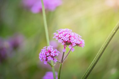Renkli çiçeklerin arkaplan resmi