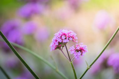 Renkli çiçeklerin arkaplan resmi