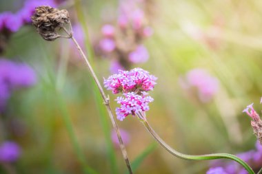 Renkli çiçeklerin arkaplan resmi
