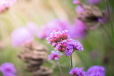 Renkli çiçeklerin arkaplan resmi