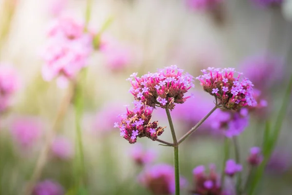 The background image of the colorful flowers — Stock Photo, Image