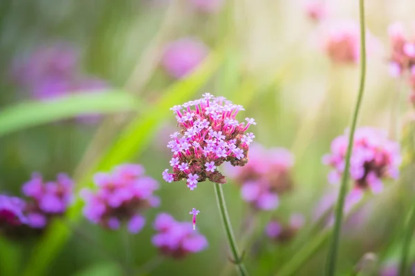 La imagen de fondo de las flores de colores — Foto de Stock
