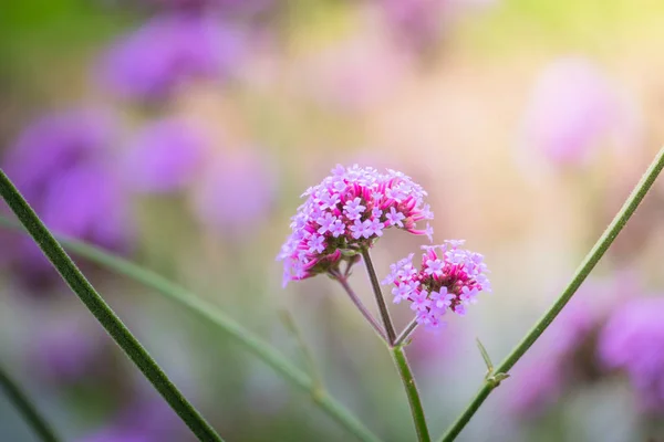 La imagen de fondo de las flores de colores — Foto de Stock