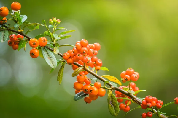 The background image of the colorful flowers — Stock Photo, Image