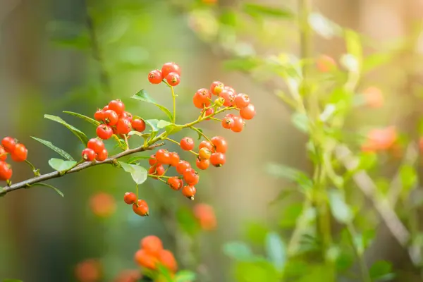 The background image of the colorful flowers — Stock Photo, Image