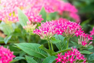 Renkli çiçeklerin arkaplan resmi