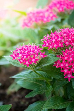 Renkli çiçeklerin arkaplan resmi