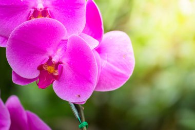 Renkli çiçeklerin arkaplan resmi