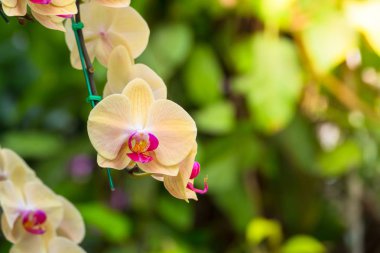 Renkli çiçeklerin arkaplan resmi