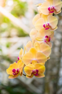 Renkli çiçeklerin arkaplan resmi