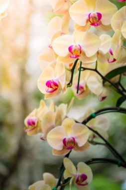 Renkli çiçeklerin arkaplan resmi