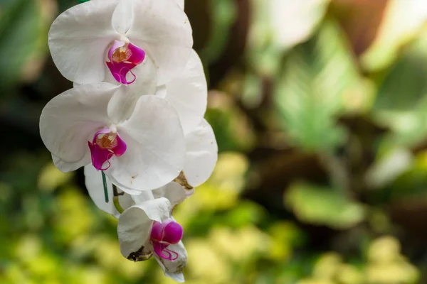 La imagen de fondo de las flores de colores — Foto de Stock