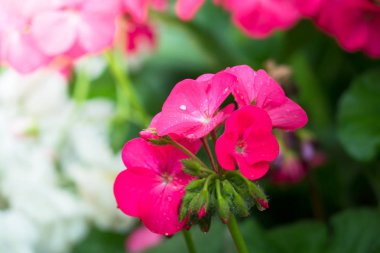 Renkli çiçeklerin arkaplan resmi