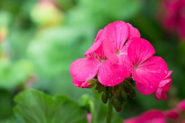 Renkli çiçeklerin arkaplan resmi