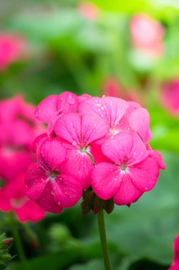 Renkli çiçeklerin arkaplan resmi