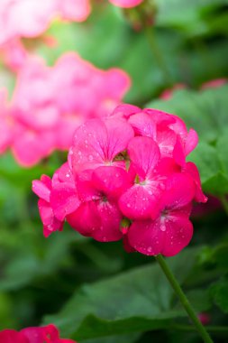 Renkli çiçeklerin arkaplan resmi