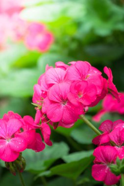 Renkli çiçeklerin arkaplan resmi