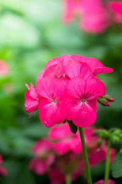 Renkli çiçeklerin arkaplan resmi