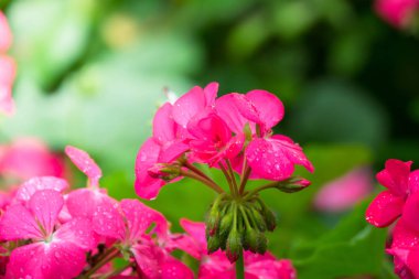 Renkli çiçeklerin arkaplan resmi