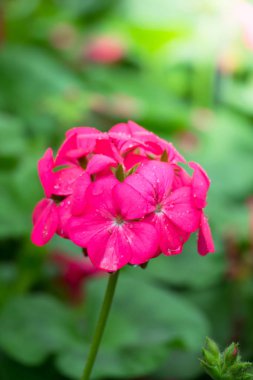 Renkli çiçeklerin arkaplan resmi