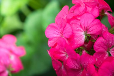 Renkli çiçeklerin arkaplan resmi