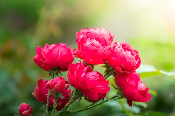 The background image of the colorful flowers